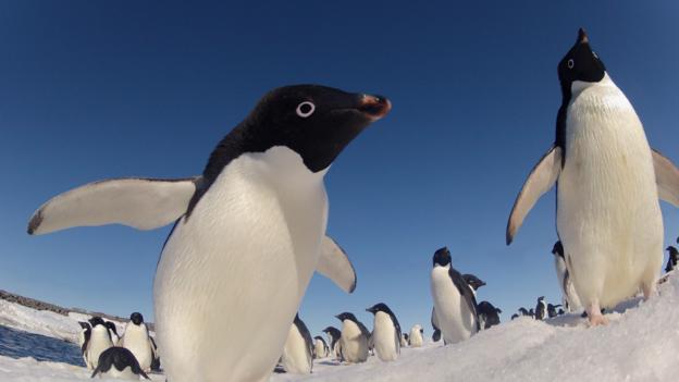 BBC - Earth - Why nest-building penguins turn to a life of crime