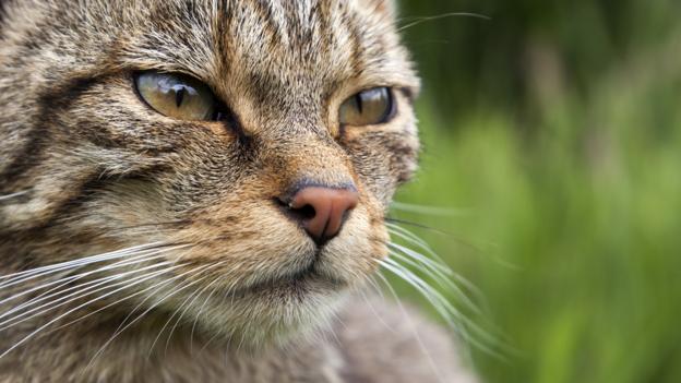Bbc Earth Scotland Is Home To Small Tigers But Maybe