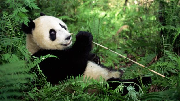 Bbc Earth The Animals That Look Helpless But Are