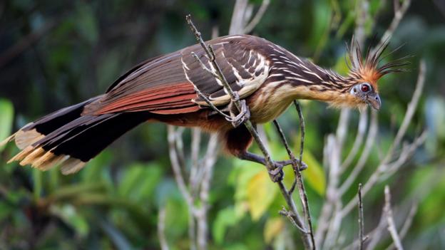Bbc Earth The Hoatzin Is A Bird That Resembles A Reptile