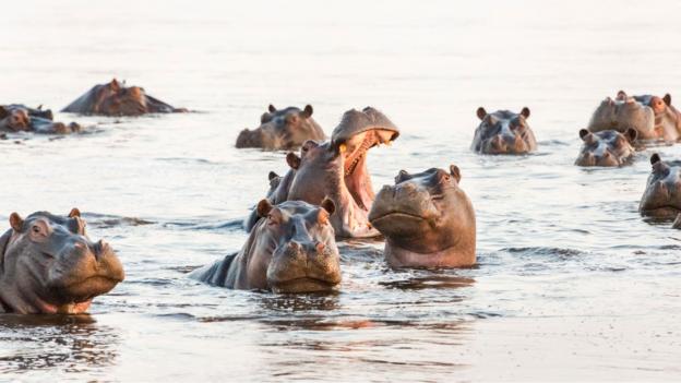 Bbc Travel Why A Group Of Hippos Is Called A Bloat - 