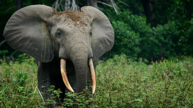 Bbc Future How Eavesdropping On Elephants Is Keeping