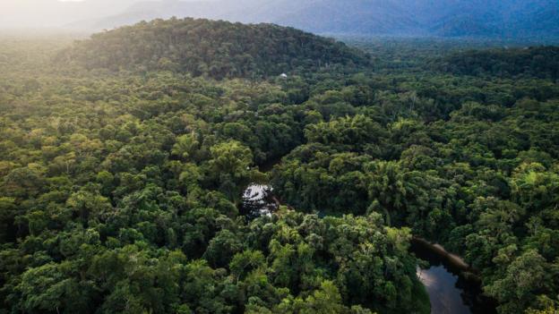Bbc Future How Do You Bring A Forest Back To Life