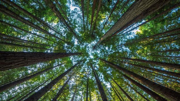 What would happen if all the world's trees disappeared? - BBC News