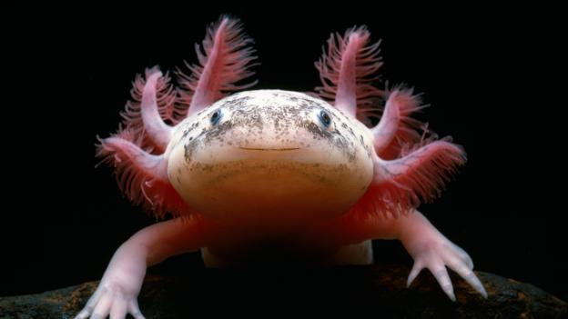 Mexico City's 'Walking Fish'