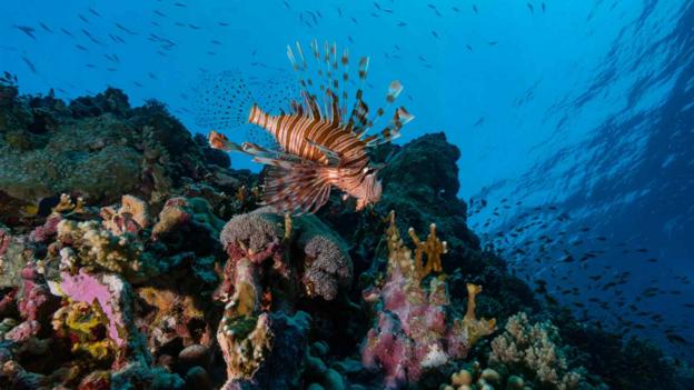 The super-corals of the Red Sea - BBC News