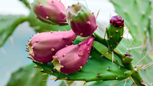 The remarkable power of the prickly pear - BBC News