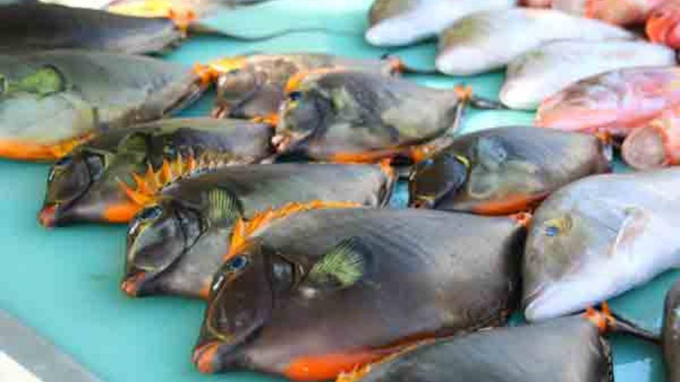 web-Fresh-fish-mtpa.jpg