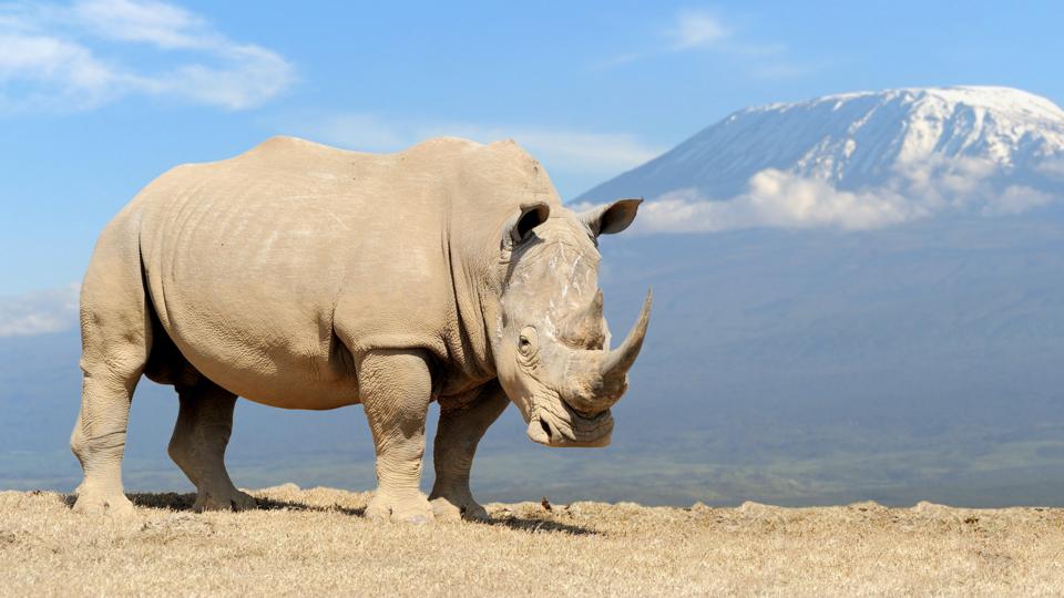 The increasingly realistic prospect of 'extinct animal ...