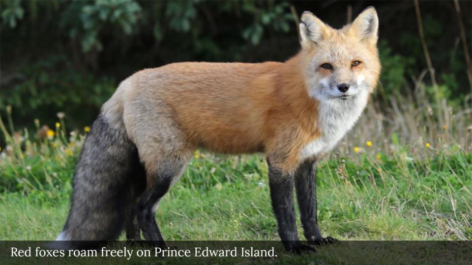 Red foxes roam freely on Prince Edward Island