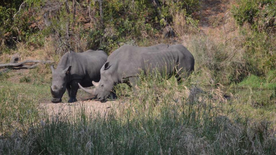 sat-exp-safari-15100550450_81bd11581d_o.jpg