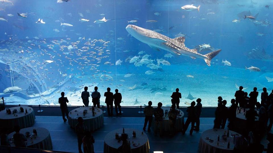 Japan’s diverse meetings and events destinations - Okinawa Churafuri Aquarium