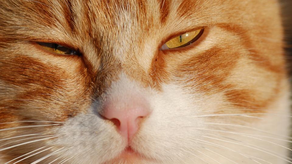 Cat with half-closed eyes (Credit: Getty Images) Cat with half-closed eyes (Credit: Getty Images)