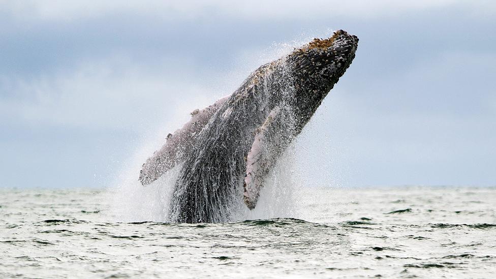 Many countries are recognising the importance – and tourism economy benefit – of marine parks, which could make up 20% of the world’s seas in a few decades. (AFP) Many countries are recognising the importance – and tourism economy benefit – of marine parks, which could make up 20% of the world’s seas in a few decades. (AFP)