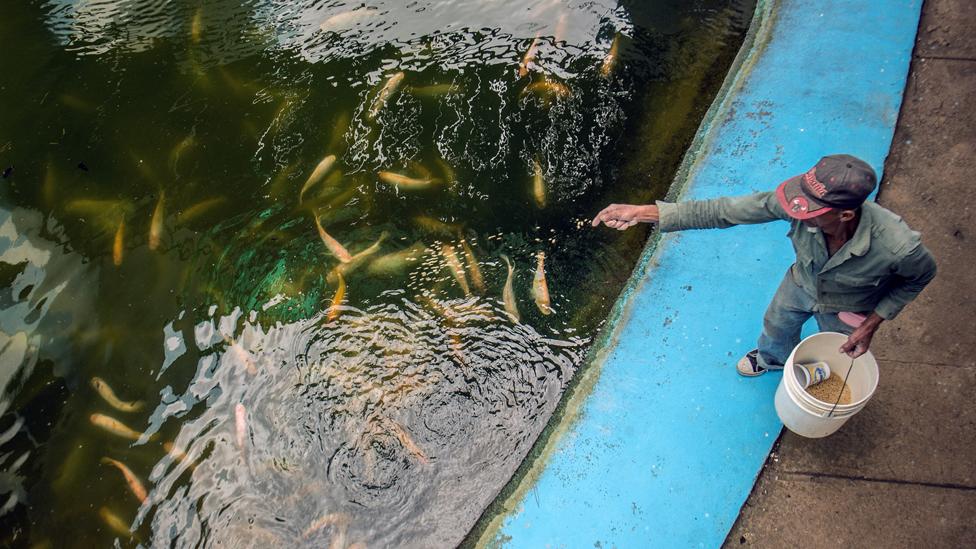 As marine fisheries collapse, the benefits of farming plant-eating fish such as tilapia – which need much less resources – becomes even more important. (AFP) As marine fisheries collapse, the benefits of farming plant-eating fish such as tilapia – which need much less resources – becomes even more important. (AFP)