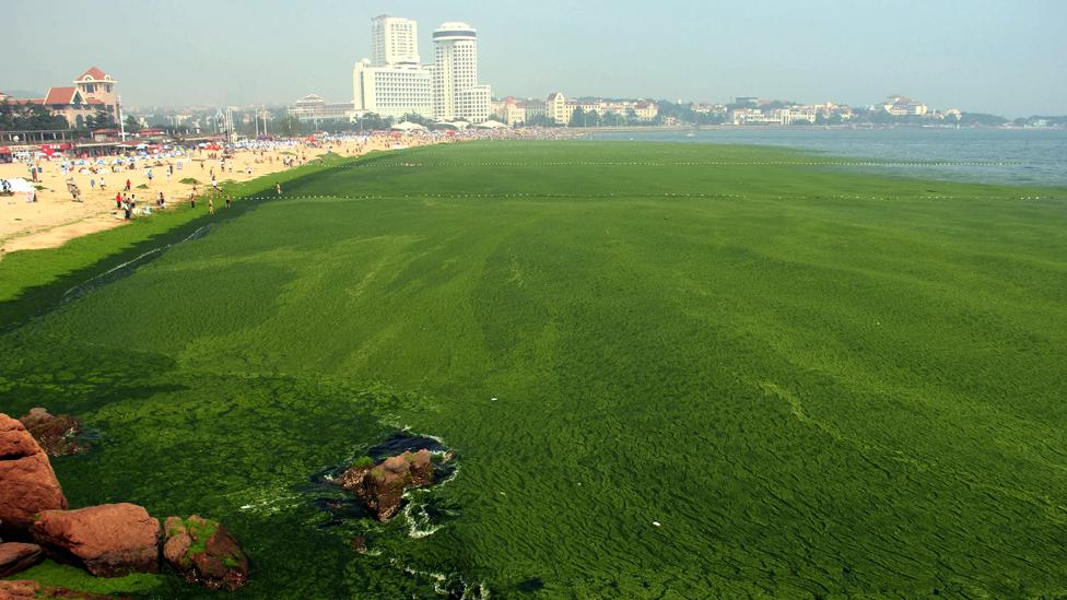 Fertiliser run-off has helped create algal tides which starve the water of oxygen and help create dead zones devoid of marine life. (Science Photo Library) Fertiliser run-off has helped create algal tides which starve the water of oxygen and help create dead zones devoid of marine life. (Science Photo Library)