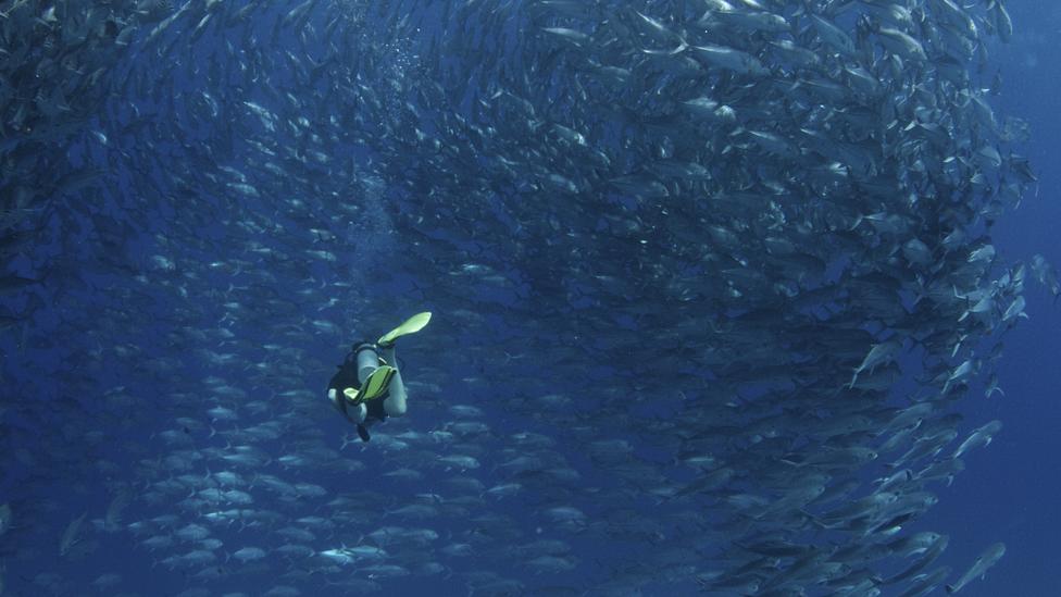 Nearly three-quarters of the planet is made up of saltwater, but in recent years mankind has come to realise the ocean’s vast resources are not limitless. (Mission Blue) Nearly three-quarters of the planet is made up of saltwater, but in recent years mankind has come to realise the ocean’s vast resources are not limitless. (Mission Blue)