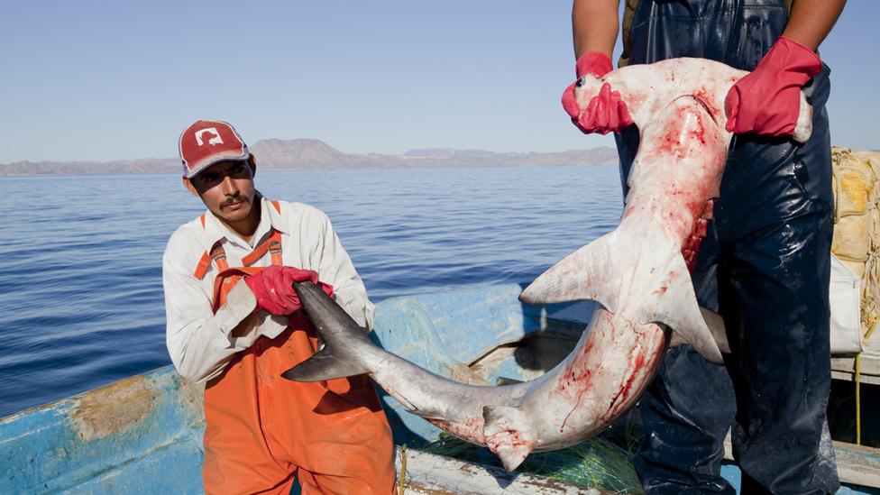Some 90% of all large fish – like this hammerhead shark – have been taken out of the ocean. Some species are not expected to survive beyond this century. (Kip Evans/Mission Blue) Some 90% of all large fish – like this hammerhead shark – have been taken out of the ocean. Some species are not expected to survive beyond this century. (Kip Evans/Mission Blue)