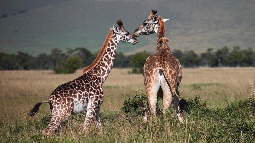 Daylong safaris are possible to Masai Mara National Park. (Peter Schatz/Getty Images) Daylong safaris are possible to Masai Mara National Park. (Peter Schatz/Getty Images)