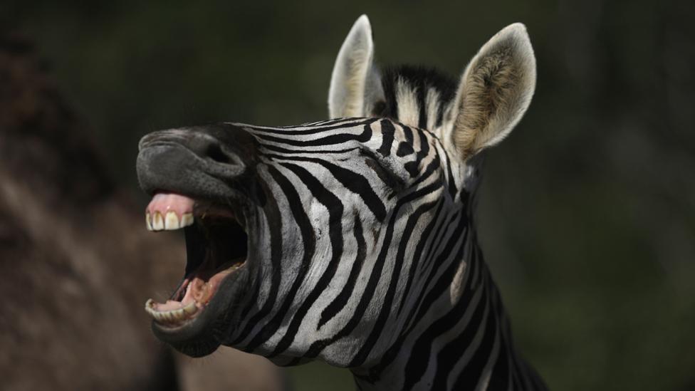 How did zebras get their stripes? BBC Future