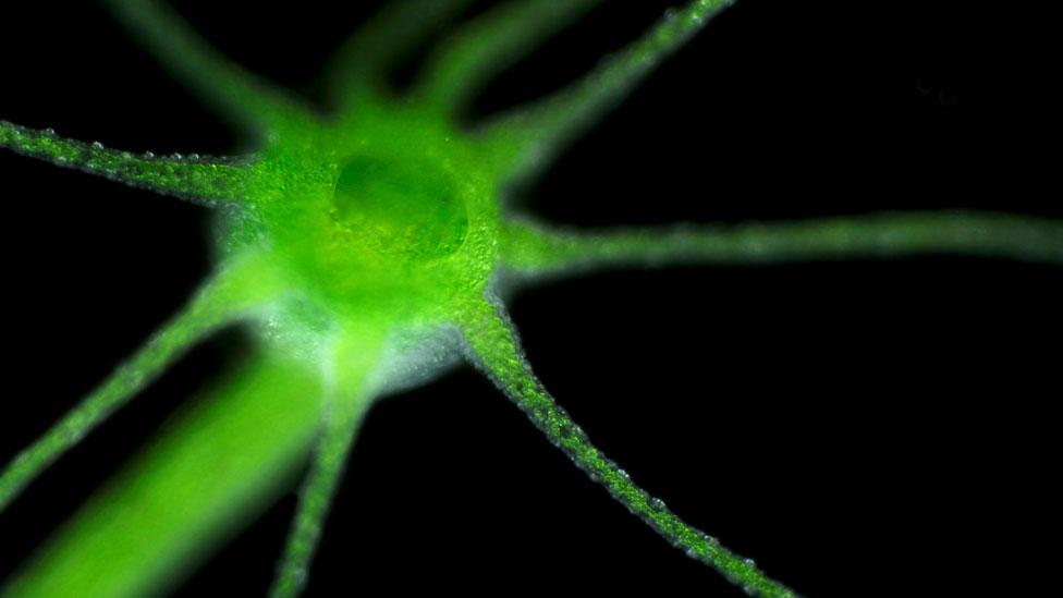 Hydra can repair almost all its damaged cells, shedding any that are too injured to heal (Science Photo Library) Hydra can repair almost all its damaged cells, shedding any that are too injured to heal (Science Photo Library)