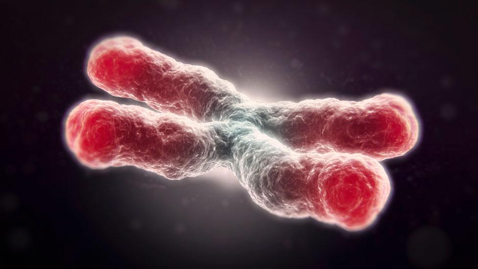 Telomeres, the protective ends of chromosomes, are linked to ageing of cells (Science Photo Library) Telomeres, the protective ends of chromosomes, are linked to ageing of cells (Science Photo Library)
