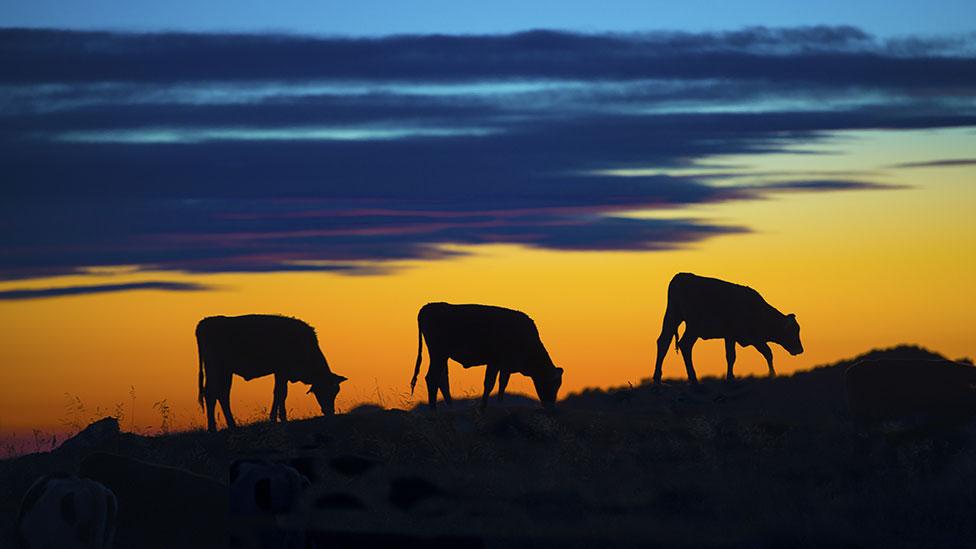 One example of how our genes have changed since prehistoric times is lactase persistence, which has allowed adults to tolerate milk. (Thinkstock) One example of how our genes have changed since prehistoric times is lactase persistence, which has allowed adults to tolerate milk. (Thinkstock)