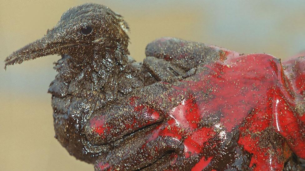 ...our neglect of nature? (Getty Images) ...our neglect of nature? (Getty Images)