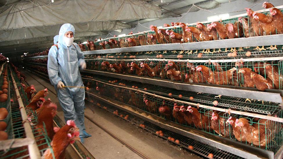 ...our treatment of animals as a source of food? (Getty Images) ...our treatment of animals as a source of food? (Getty Images)