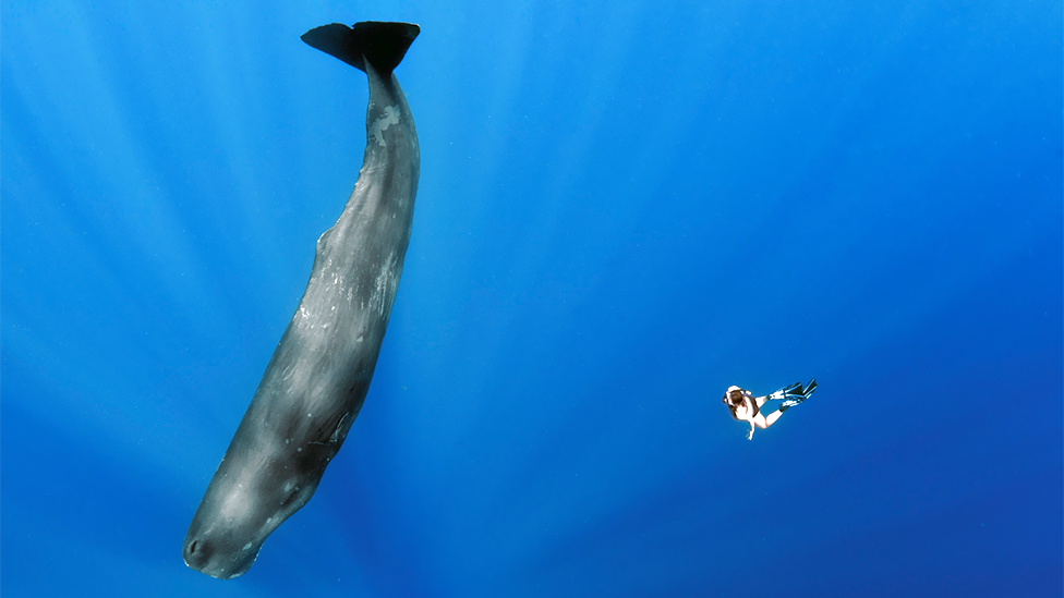 Sperm whales have been known to dive as deep as 2,000m (6,500ft) beneath the surface in search of food. That’s approximately two hours of breath-holding. (Science Photo Library) Sperm whales have been known to dive as deep as 2,000m (6,500ft) beneath the surface in search of food. That’s approximately two hours of breath-holding. (Science Photo Library)