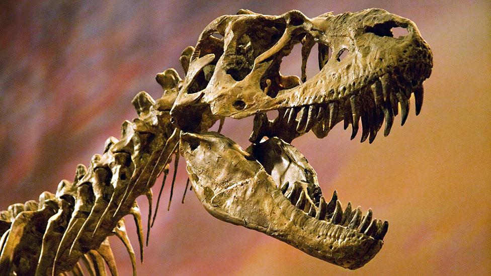Bbc Earth Walking With Dinosaurs Explore Dinosaur Hunter Make Your Own Museum Sonstige