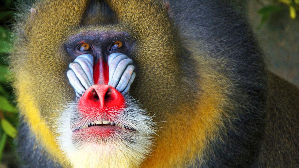 Red alert: you wouldn’t want to mess with this mean-looking mandrill (SPL) Red alert: you wouldn’t want to mess with this mean-looking mandrill (SPL)