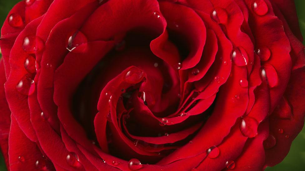 A colour for passion... or aggression? (Thinkstock) A colour for passion... or aggression? (Thinkstock)