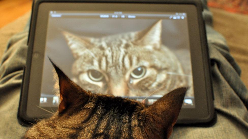 The bright graphics of a tablet capture the attention of many animals, cats included (Steve Lyon/Flickr/CC BY-SA) The bright graphics of a tablet capture the attention of many animals, cats included (Steve Lyon/Flickr/CC BY-SA)