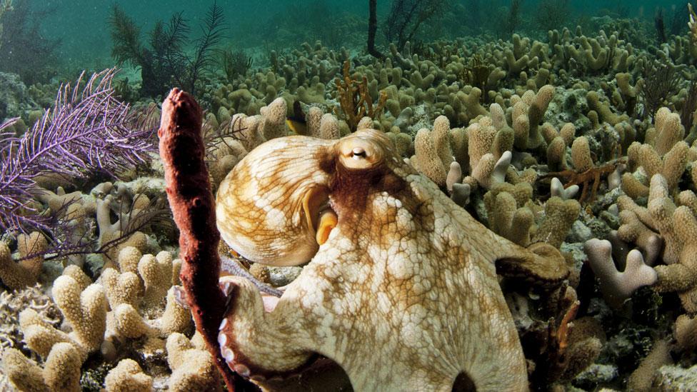 Octopus skin can transform to blend with its surroundings (Thinkstock) Octopus skin can transform to blend with its surroundings (Thinkstock)