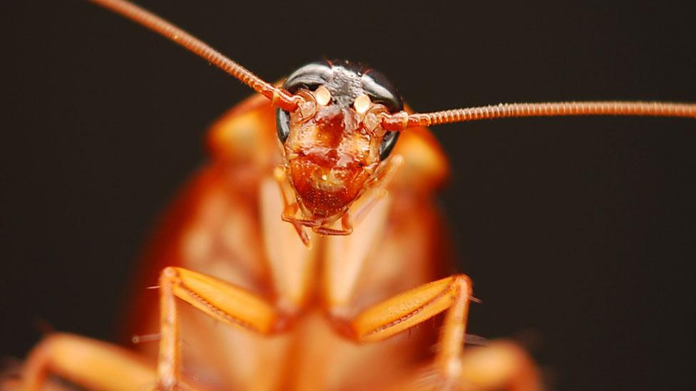 Cockroaches The insect we're programmed to fear BBC Future