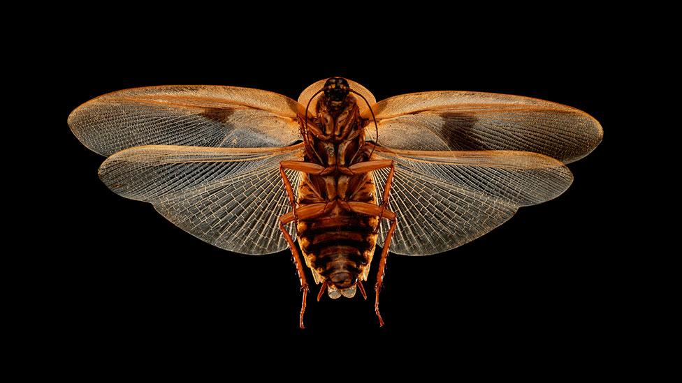 Cockroaches The Insect We Re Programmed To Fear Bbc Future