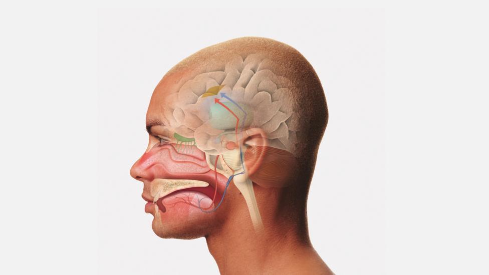 Your olfactory receptor neurons dangle into your nostrils, leaving them vulnerable (Credit: Thinkstock) Your olfactory receptor neurons dangle into your nostrils, leaving them vulnerable (Credit: Thinkstock)