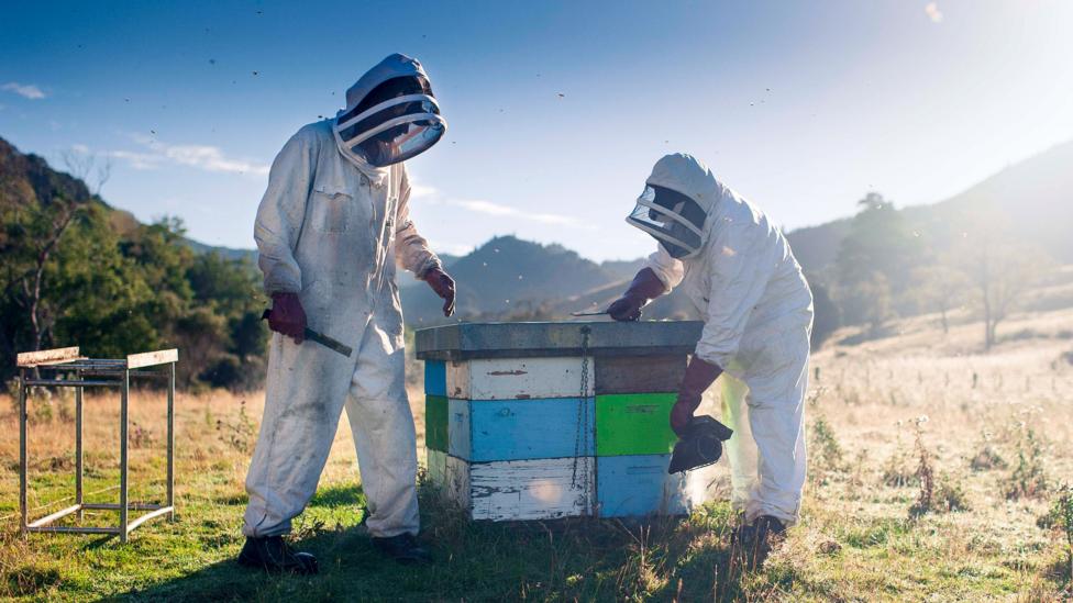 Manuka honey suppliers are struggling to keep up with demand. (Credit: Comvita NZ Ltd) Manuka honey suppliers are struggling to keep up with demand. (Credit: Comvita NZ Ltd)