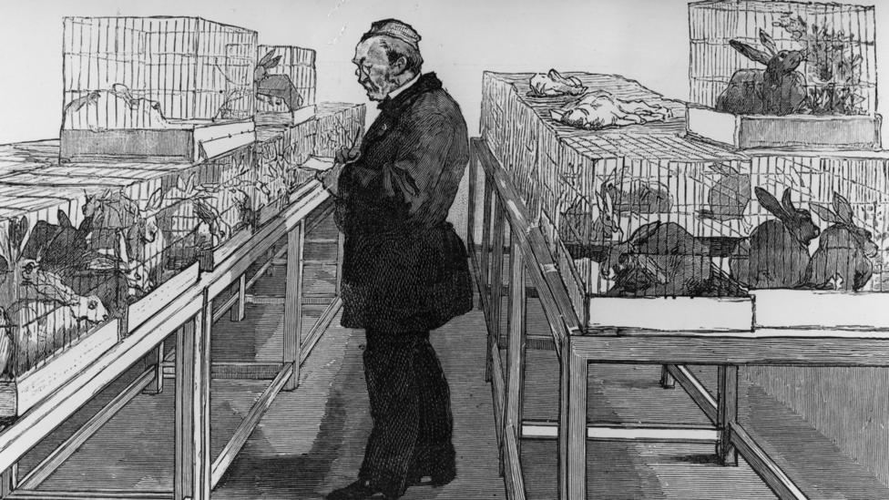 India’s rabid dog problem is running the country ragged BBC Future