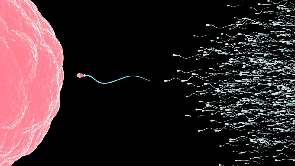 Men can father hundreds of children: what if science could allow women to do the same? (Credit: SPL) Men can father hundreds of children: what if science could allow women to do the same? (Credit: SPL)