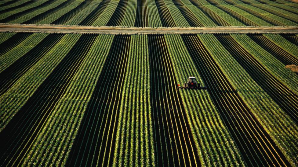 Soybean yields will eventually decline in the US, even if farms change location (Credit: Getty Images) Soybean yields will eventually decline in the US, even if farms change location (Credit: Getty Images)