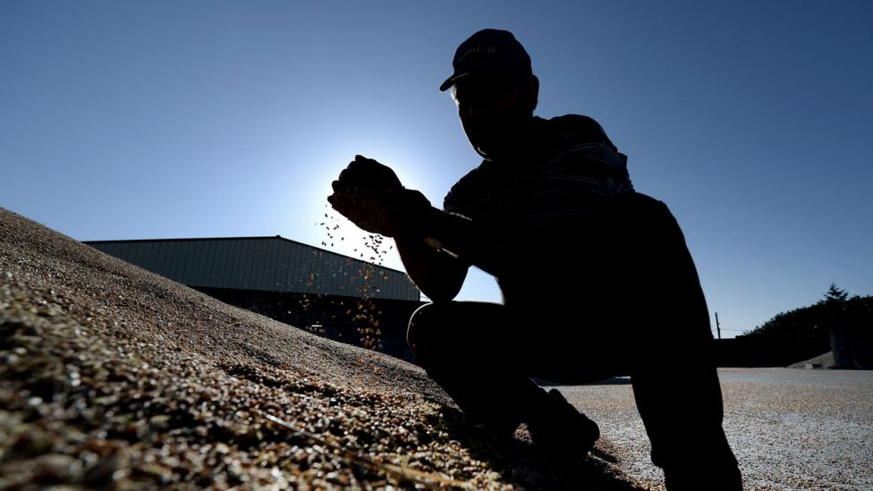Crops can move and adapt, but only up to a point (Credit; Getty Images) Crops can move and adapt, but only up to a point (Credit; Getty Images)