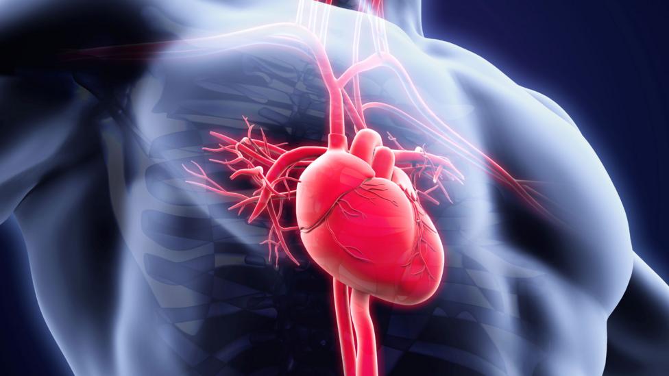 The incredible things we know about your heart and blood - BBC Future