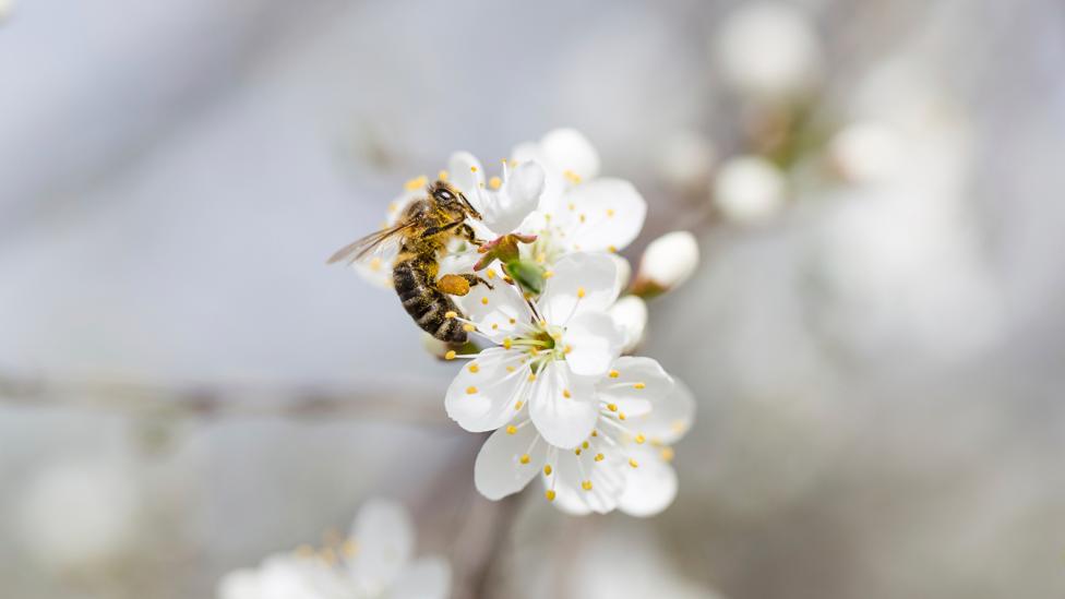 The trees flowers have to be "sealed" so insects like bees can't pollinate them (Credit: iStock) The trees flowers have to be "sealed" so insects like bees can't pollinate them (Credit: iStock)