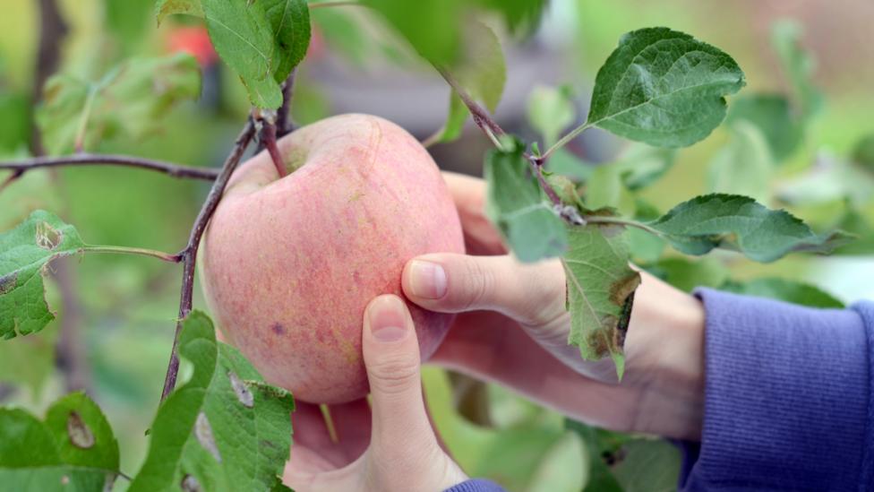 The Kazakh forests contain a wide range of apples that the West has not yet encountered (Credit: Getty Images) The Kazakh forests contain a wide range of apples that the West has not yet encountered (Credit: Getty Images)