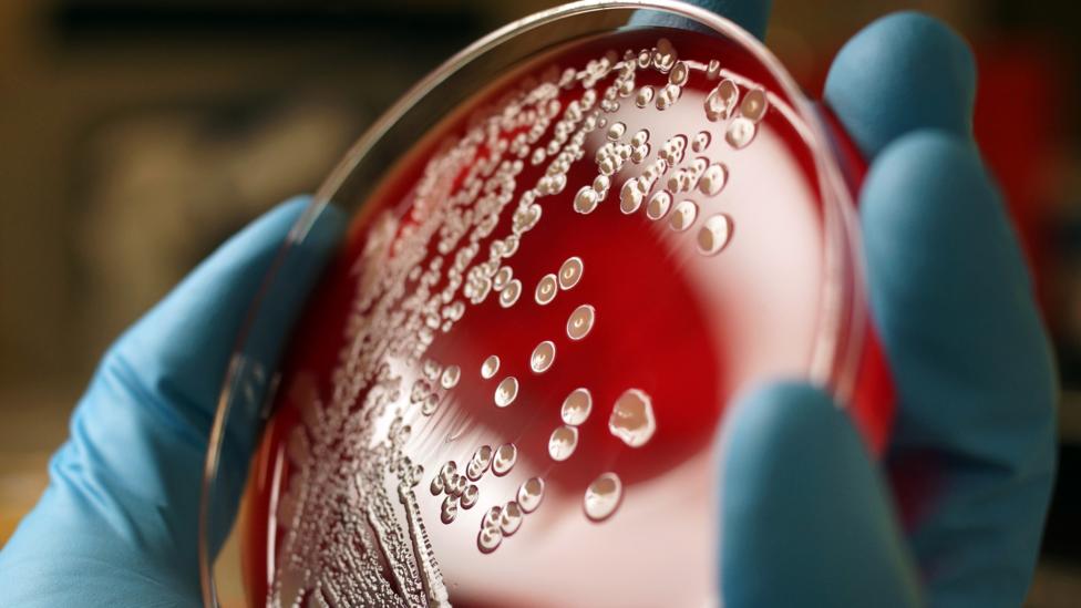 Types Of Fingernails Bacteria Design Talk