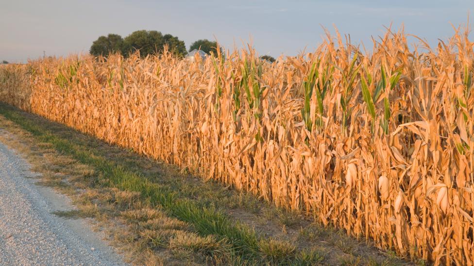The method may be in greater demand as crops face added stress from changing climate (Getty Images) The method may be in greater demand as crops face added stress from changing climate (Getty Images)