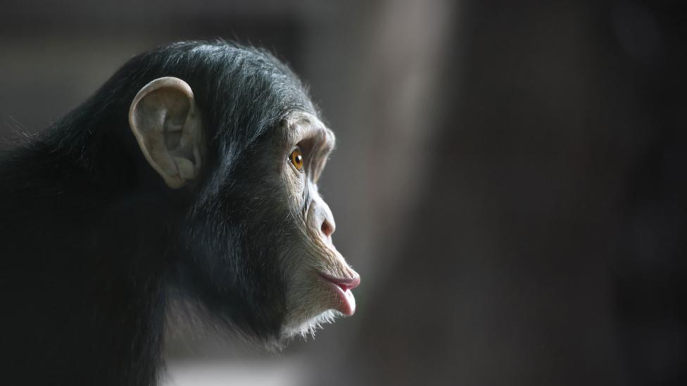 Primates, with their superior strength and opposable thumbs, would be a tough competitor (Credit: iStock) Primates, with their superior strength and opposable thumbs, would be a tough competitor (Credit: iStock)