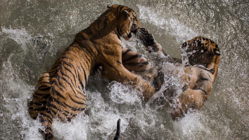 Human strength is puny compared with many creatures (Credit: iStock) Human strength is puny compared with many creatures (Credit: iStock)